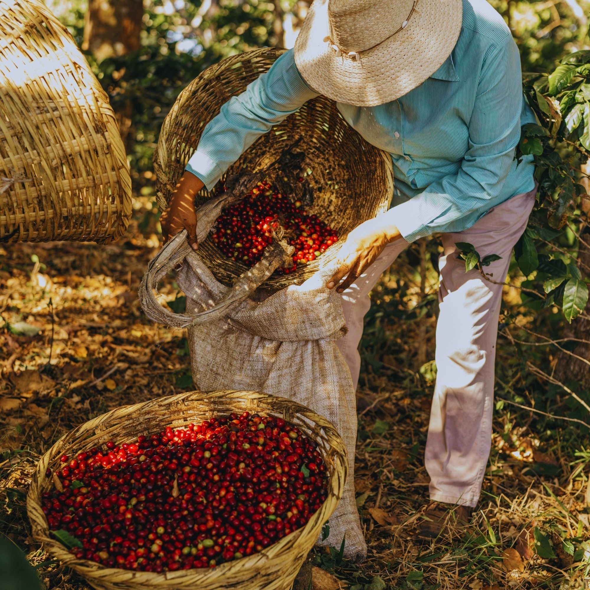 Kenya Nyeri
