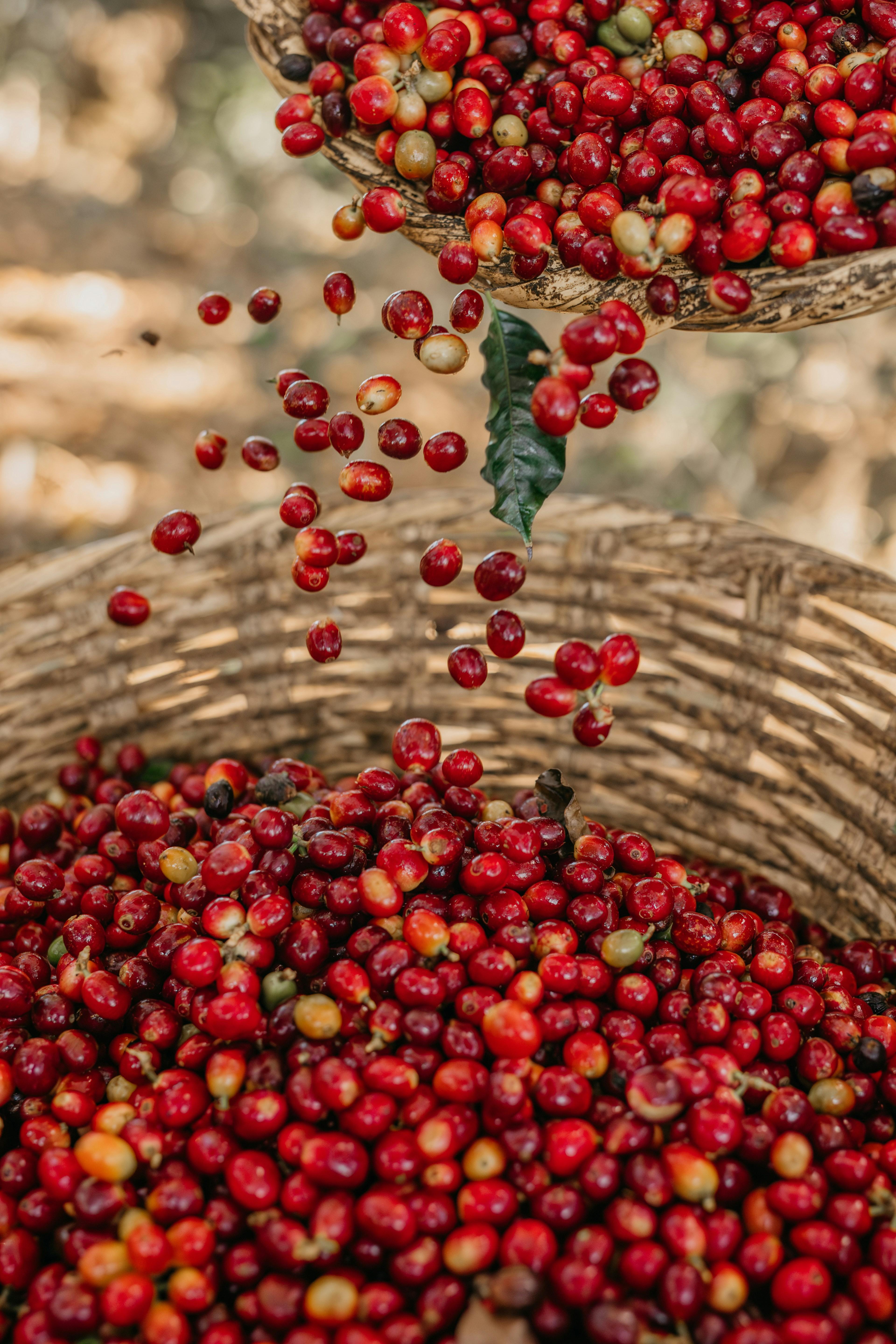 Boho Co. Espresso Blend