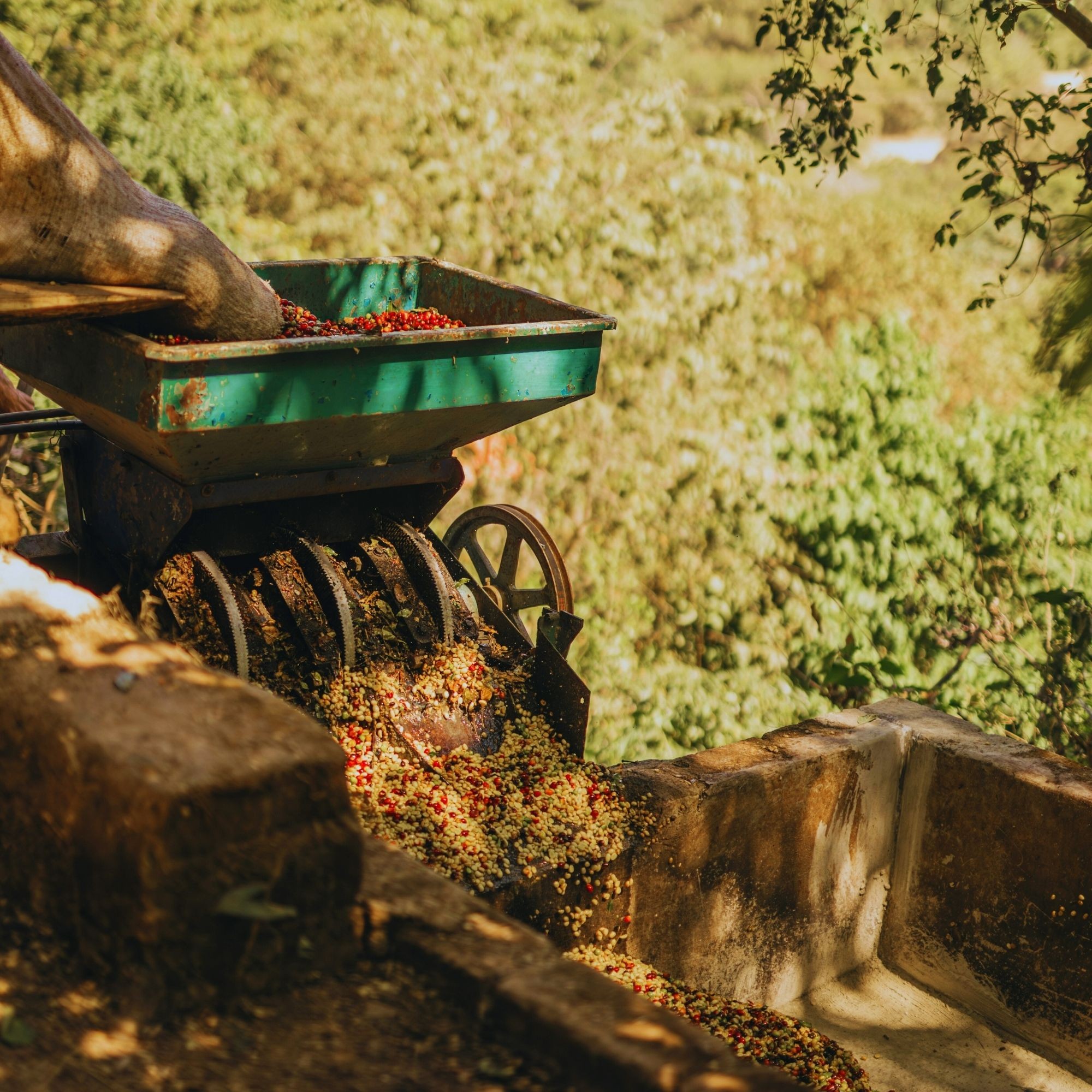 Kenya Nyeri