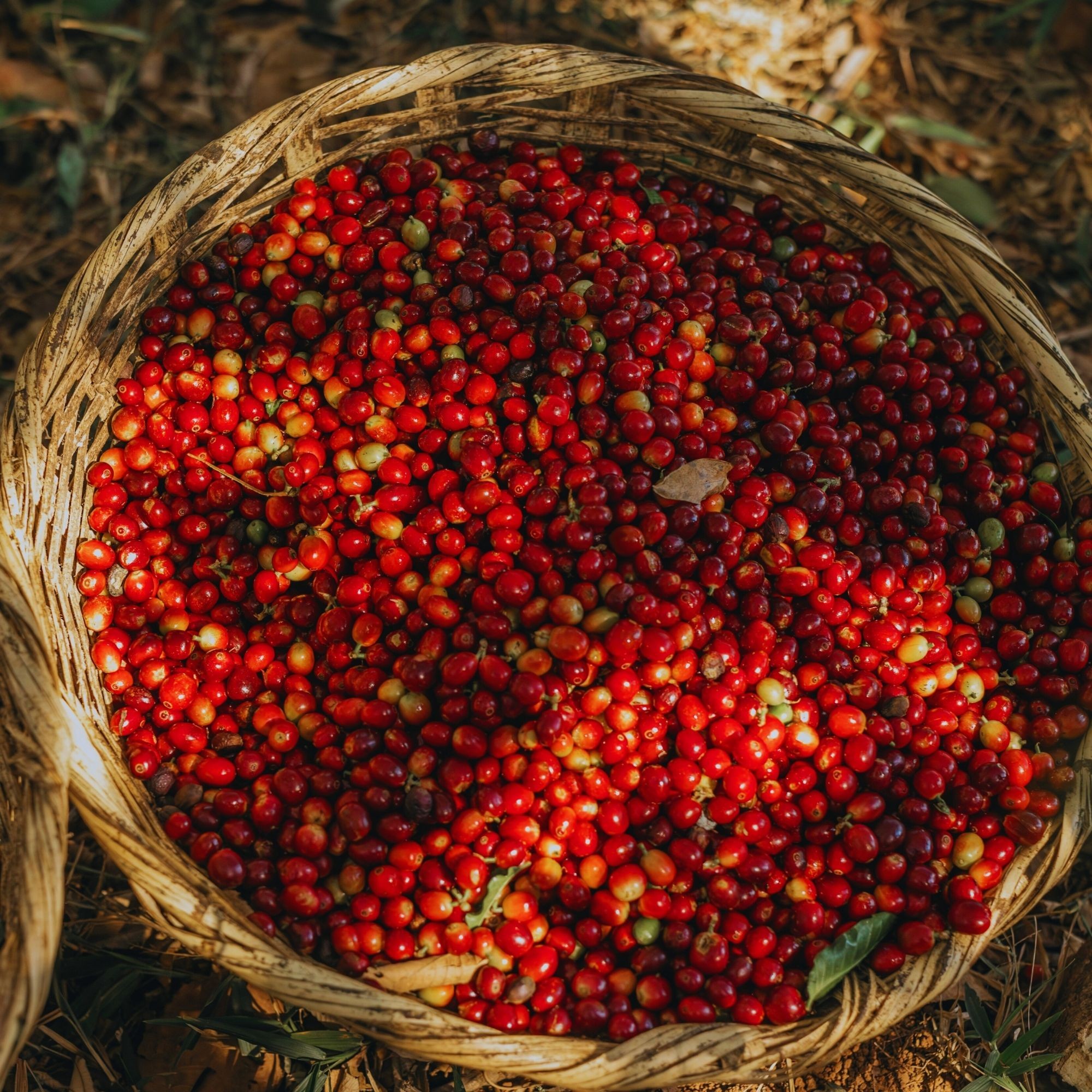 Kenya Nyeri