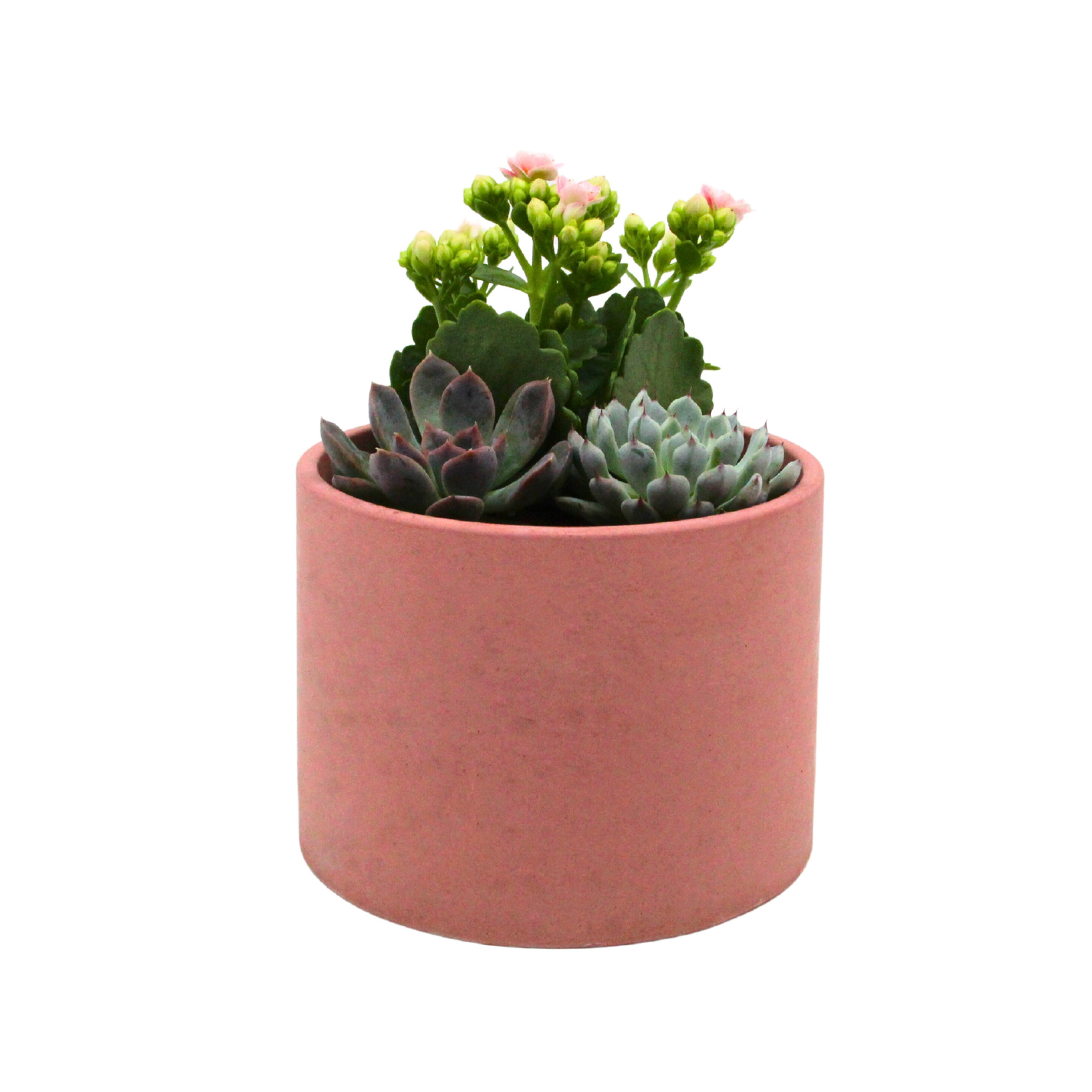 Kalanchoe & Succulent Aranjmanı (Kalanşo & Sukulent) Yavruağzı Rengi Saksıda 