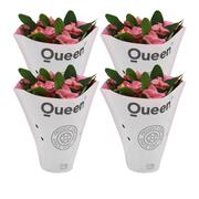 Euphorbia