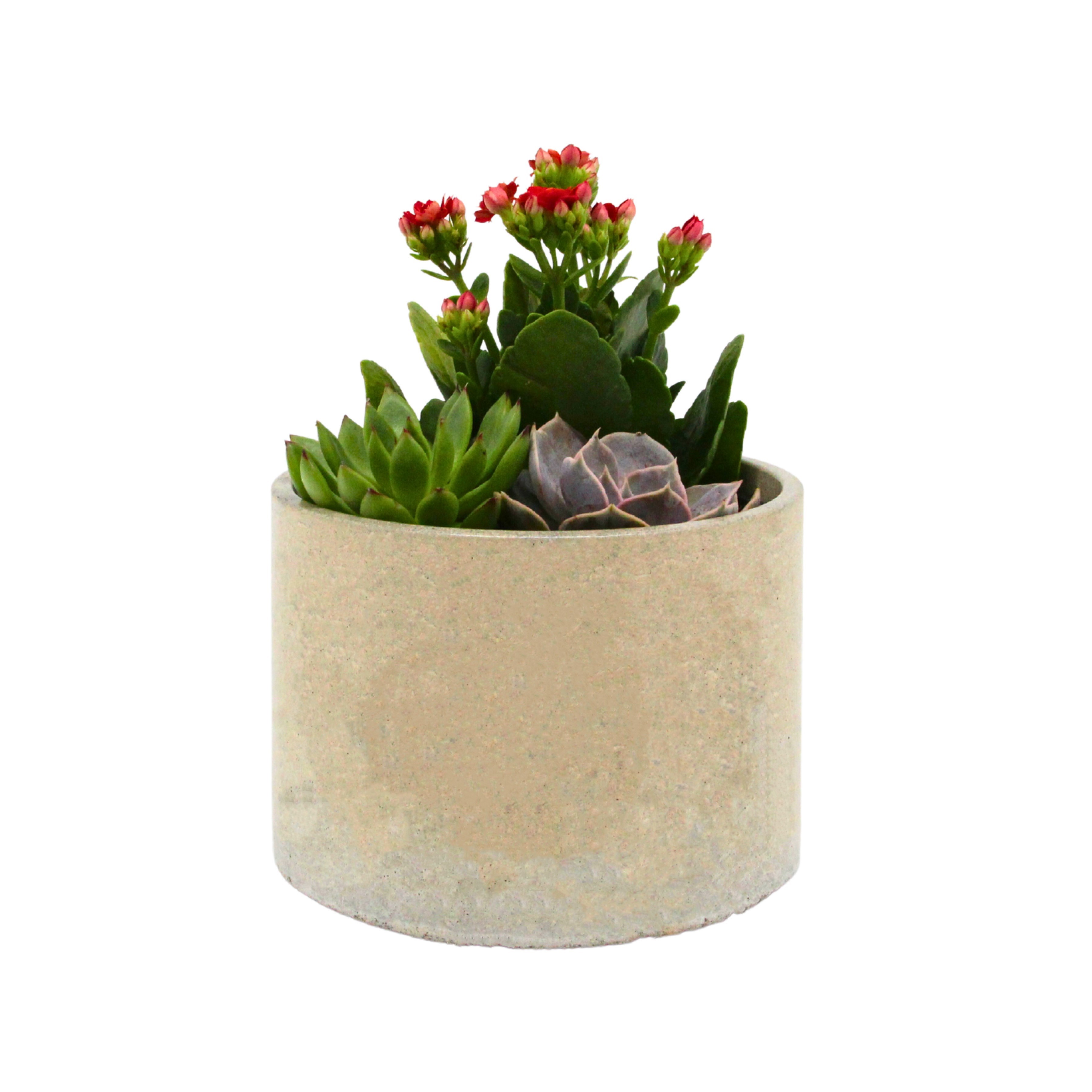 Kalanchoe & Succulent Aranjmanı (Kalanşo & Sukulent) Gri Saksıda