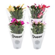 Schlumbergera