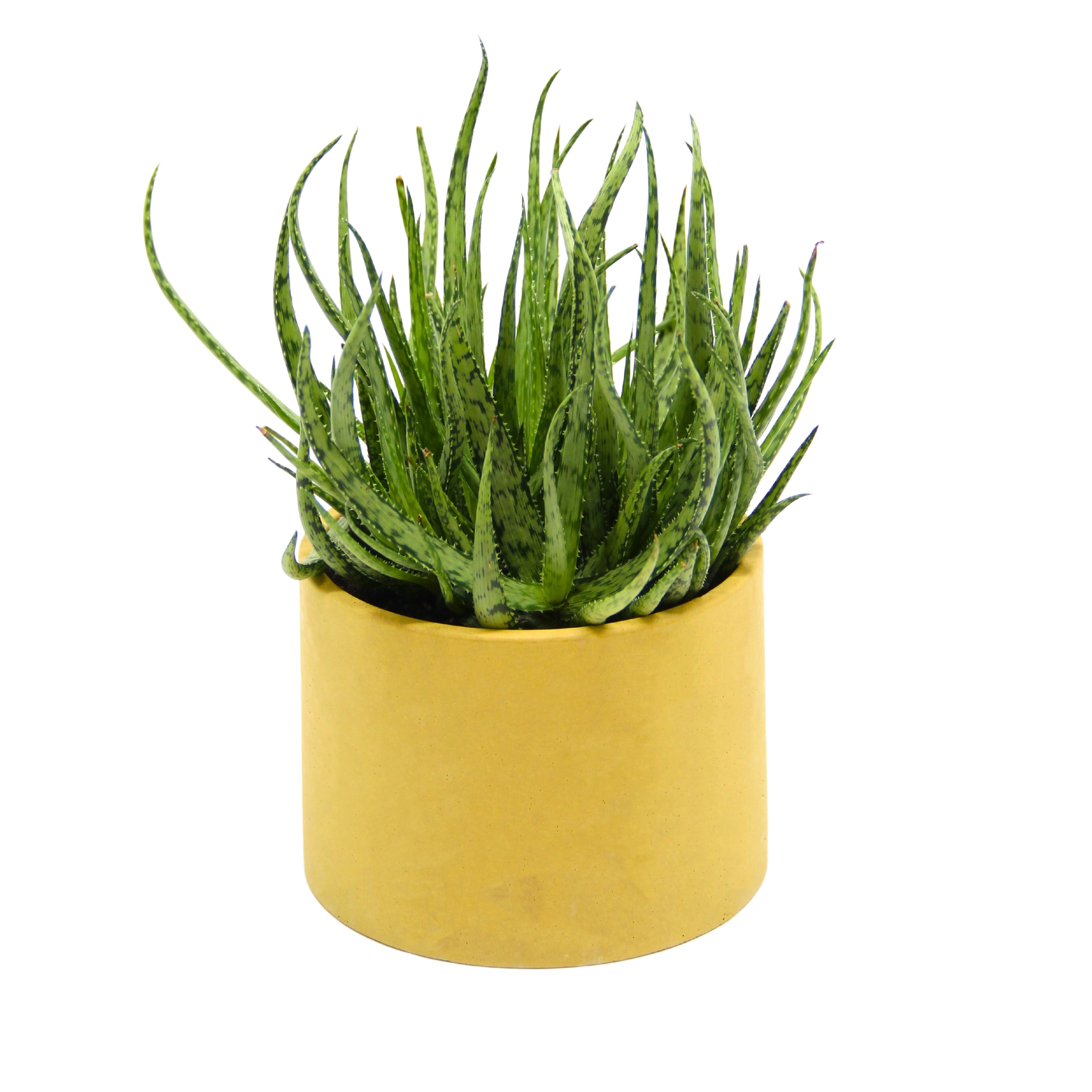 Succulent Aloe Hopi