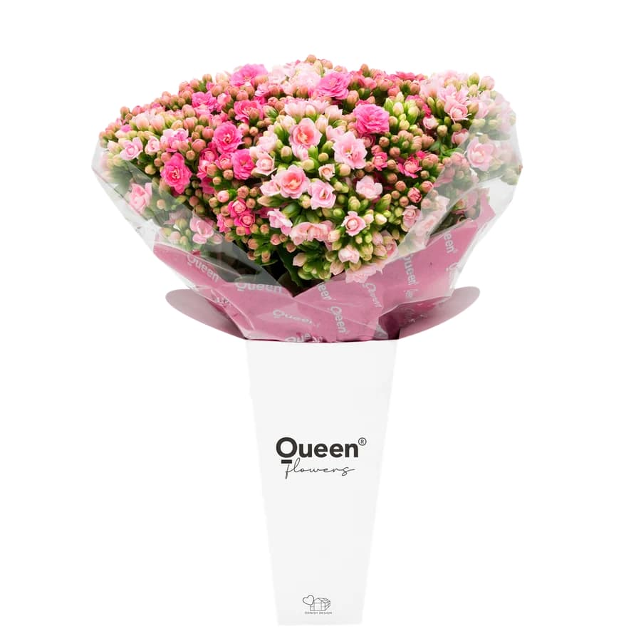 Queen® Türkiye ile Çiçek Şöleni: Kalanchoe Çiçekleri, Hediye Buketler!
