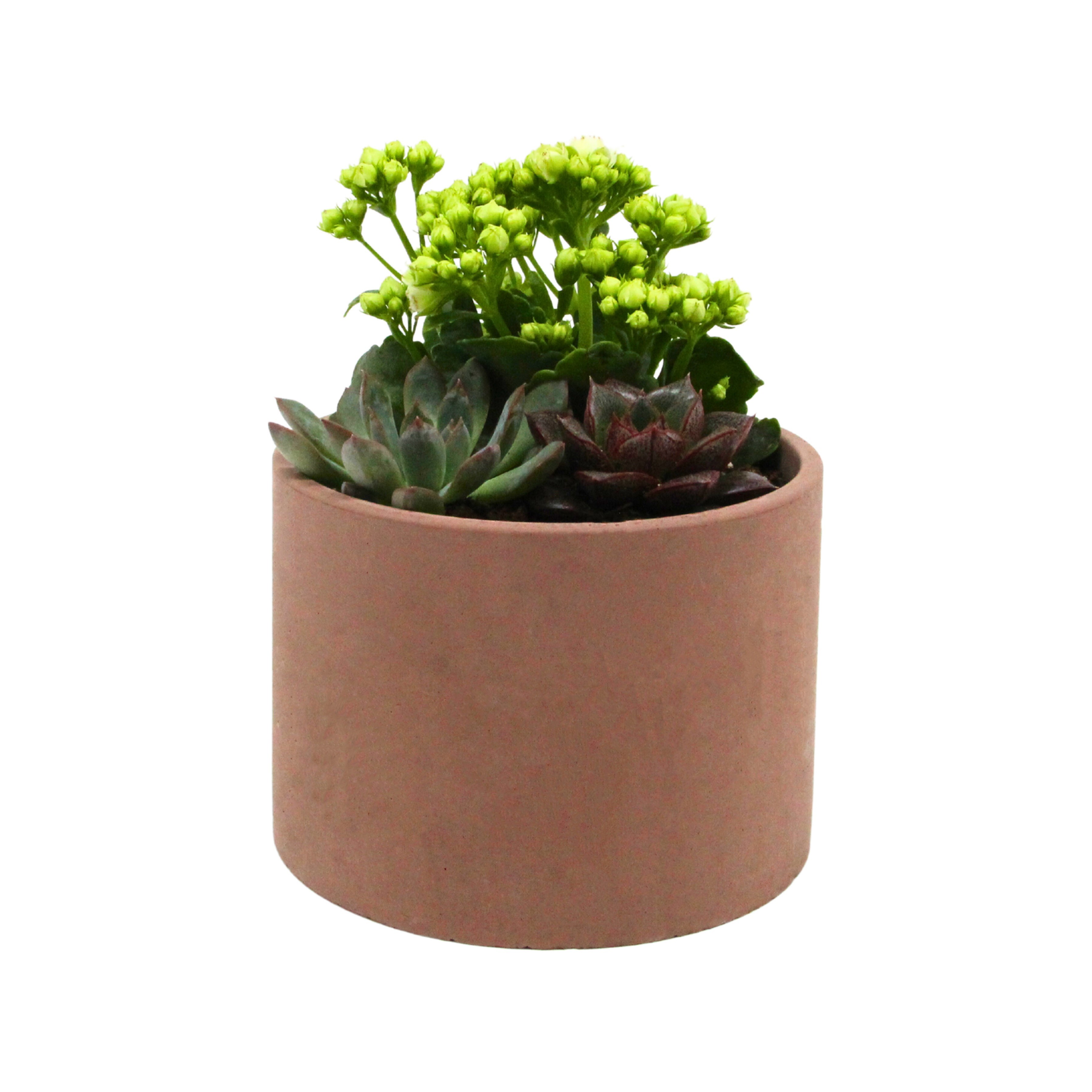Kalanchoe & Succulent Aranjmanı (Kalanşo & Sukulent) Kahve Rengi Saksıda