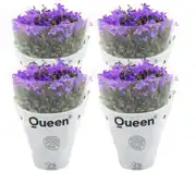 Campanula