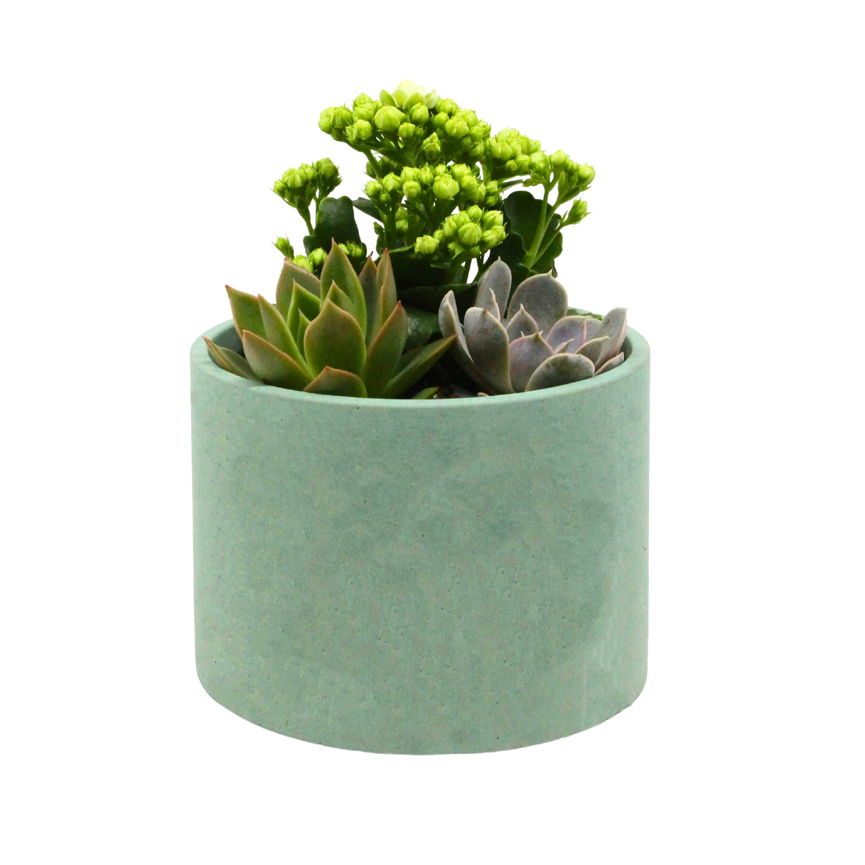 Kalanchoe & Succulent Aranjmanı (Kalanşo & Sukulent) Yeşil Saksıda