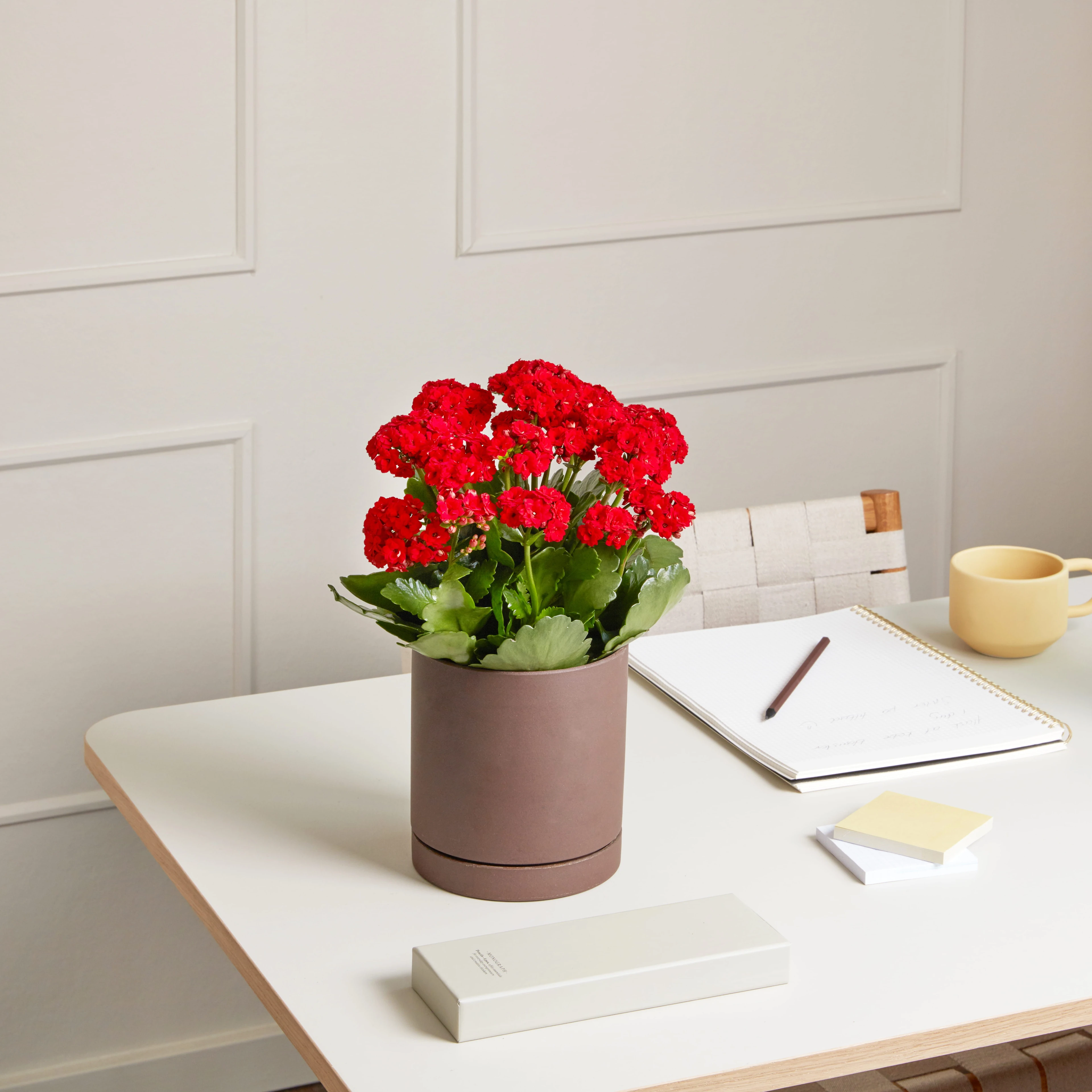 Kalanchoe (Kalanşo) Çiçeği Kırmızı Renk - Queen® Türkiye