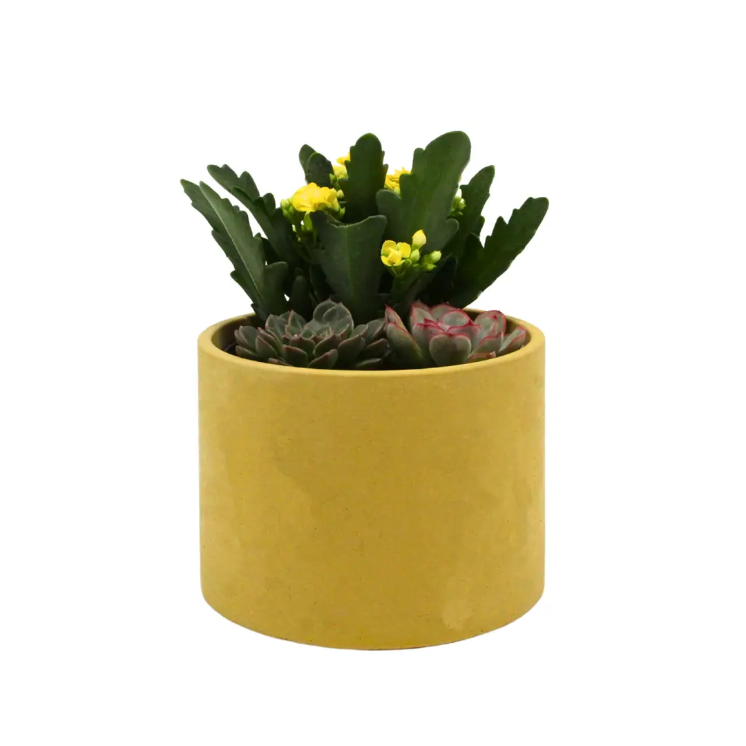 Kalanchoe Succulent Aranjmanı (Kalanşo Sukulent) Sarı Saksıda