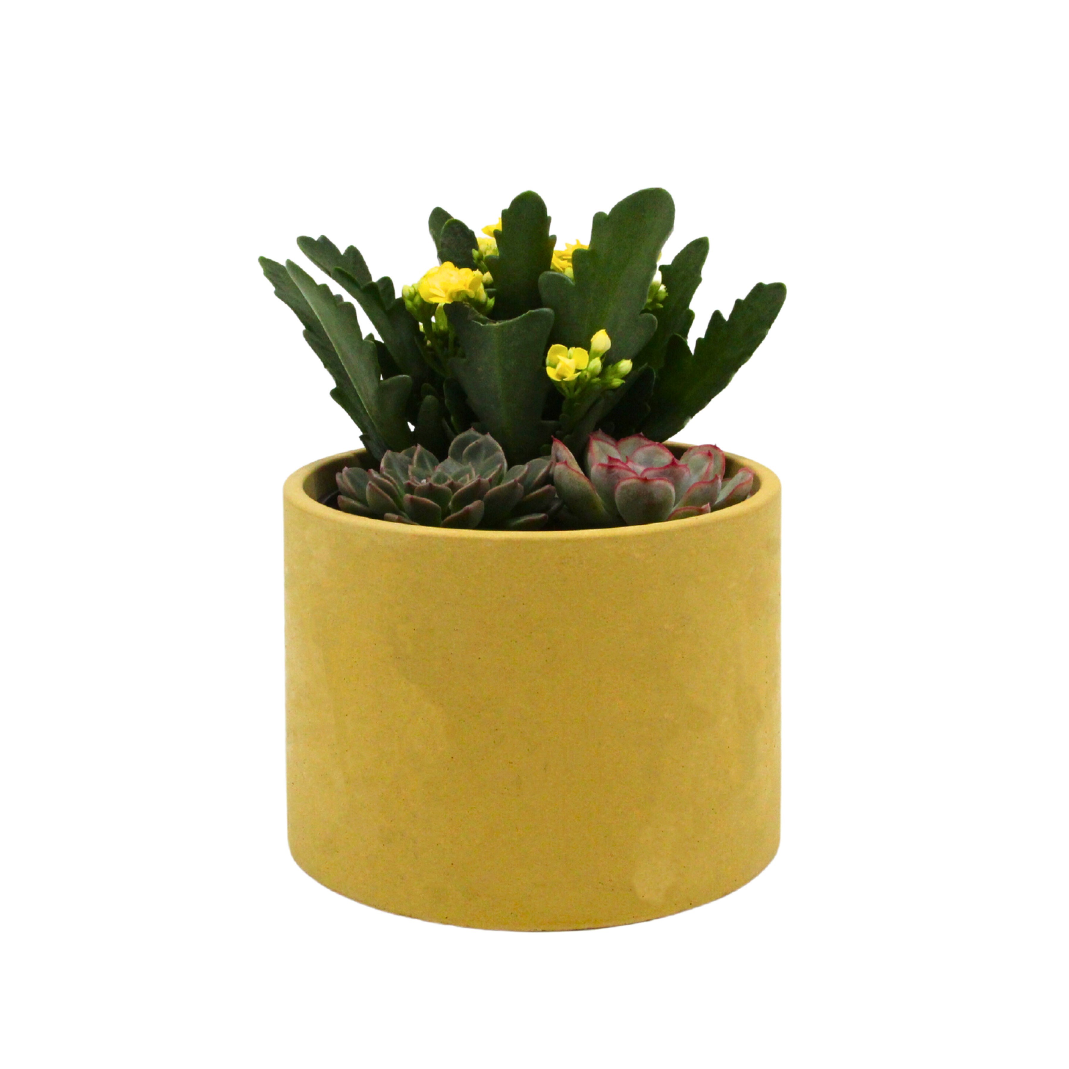 Kalanchoe & Succulent Aranjmanı (Kalanşo & Sukulent) Sarı Saksıda