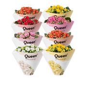 Kalanchoe
