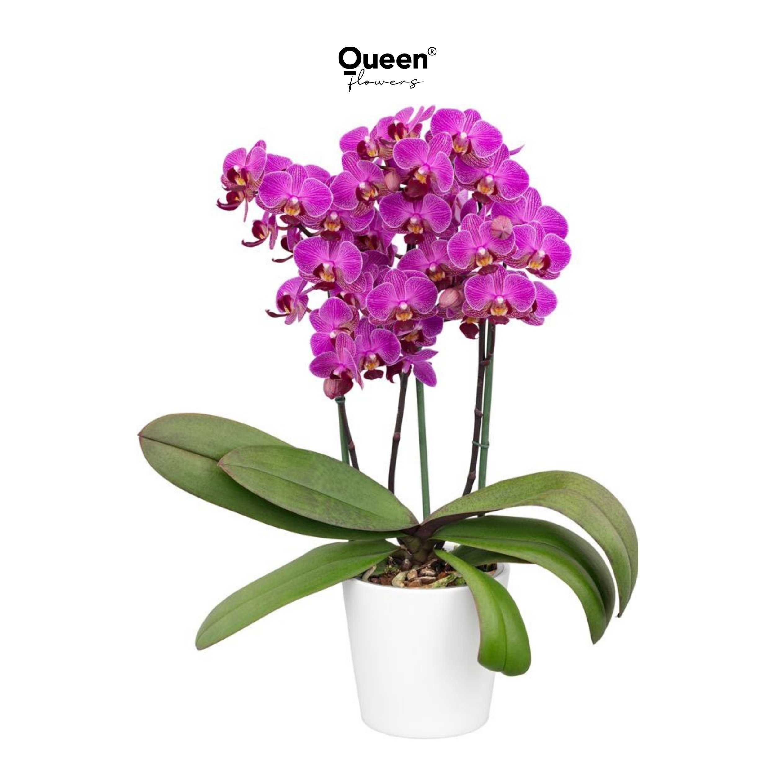 Orkide Koyu Pembe (Perceval)