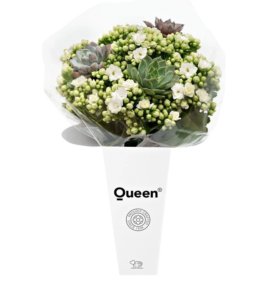 Succulent'Li Queen Kesme Buketi XLarge