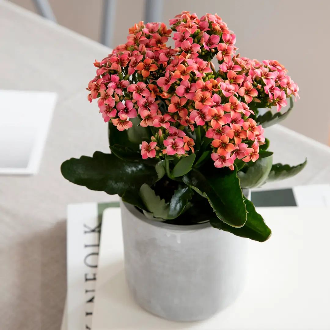 haftalarca solmayan renkli&nbsp;Kalanchoe Çiçekleri