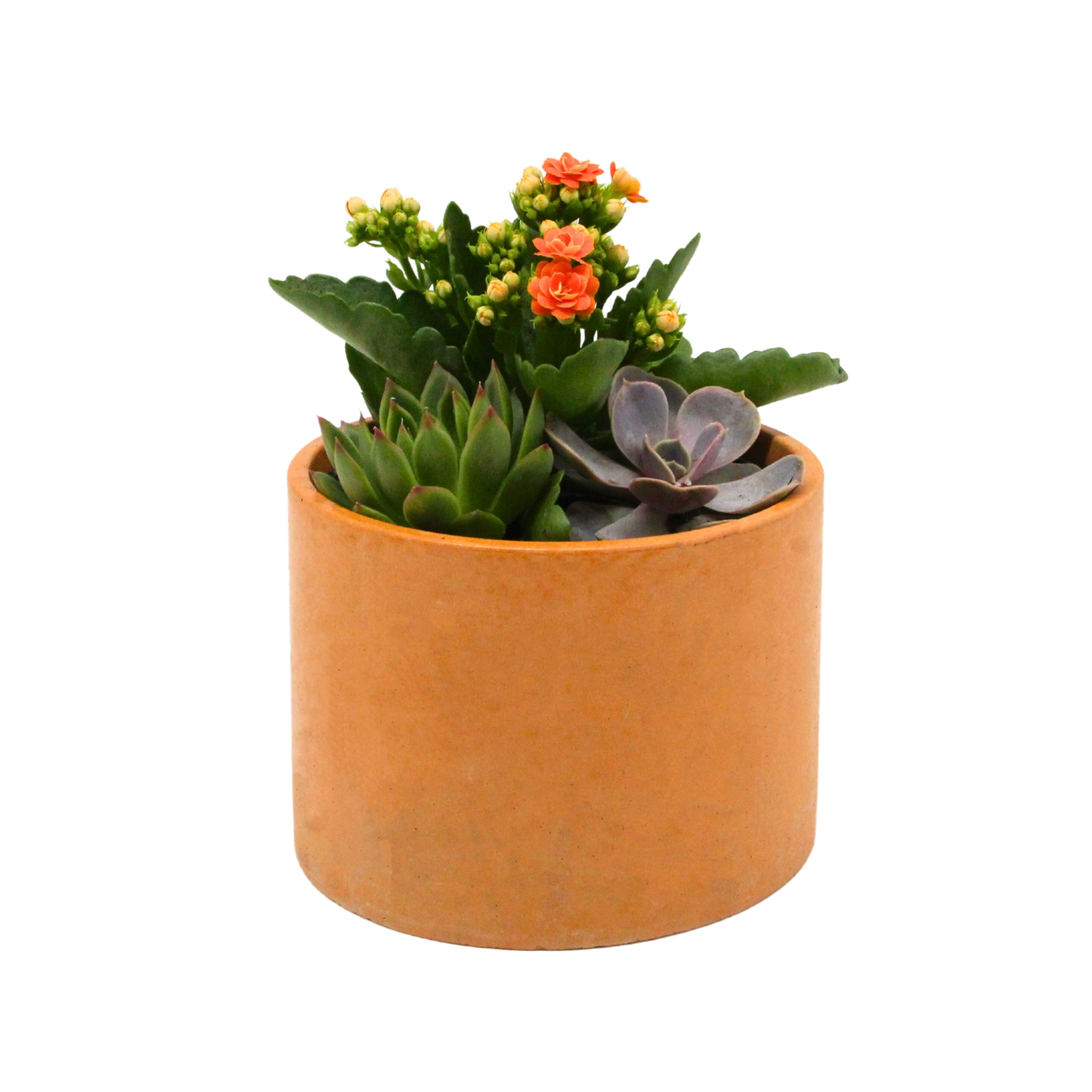 Kalanchoe & Succulent Aranjmanı (Kalanşo & Sukulent) Turuncu Saksıda