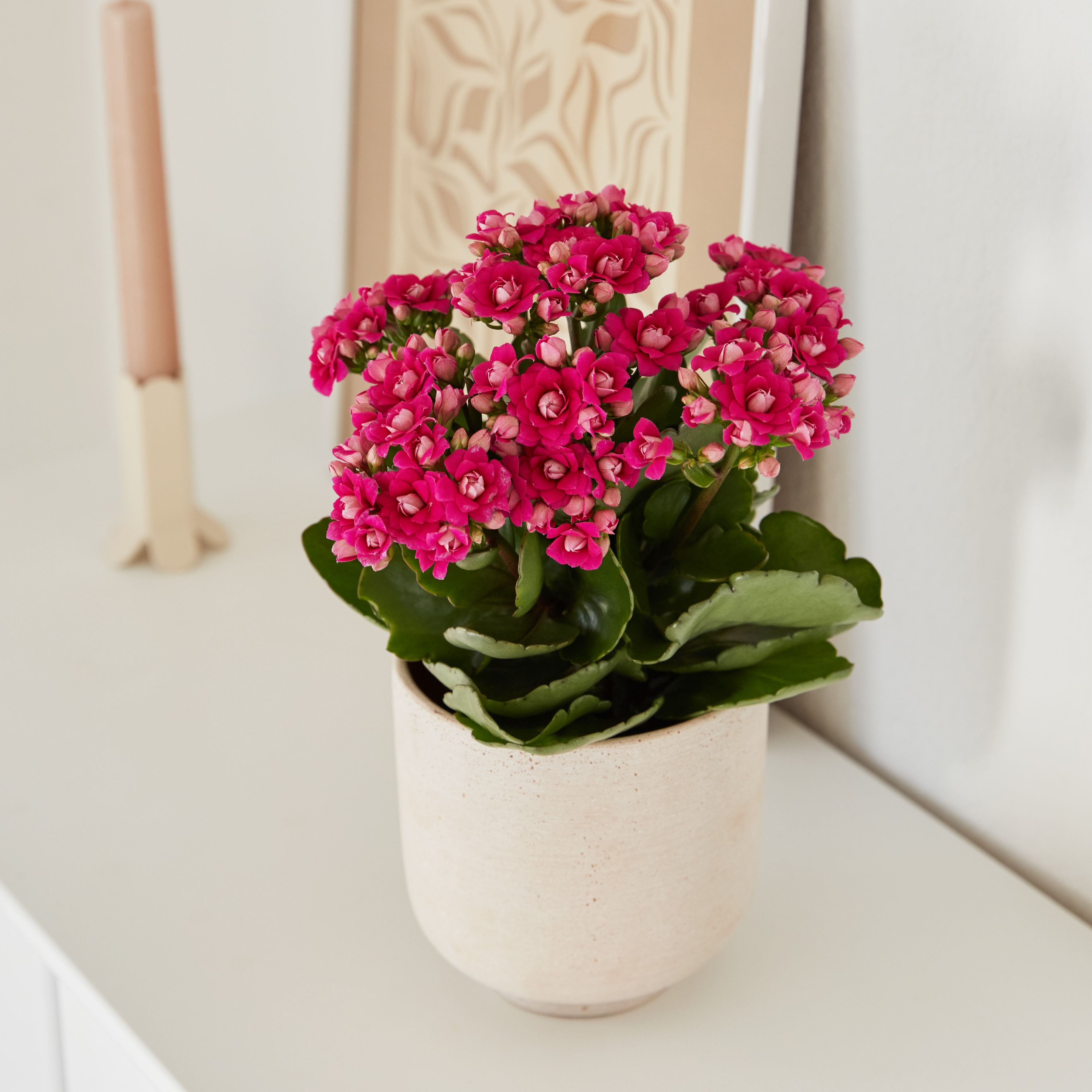 Kalanchoe Koyu Pembe