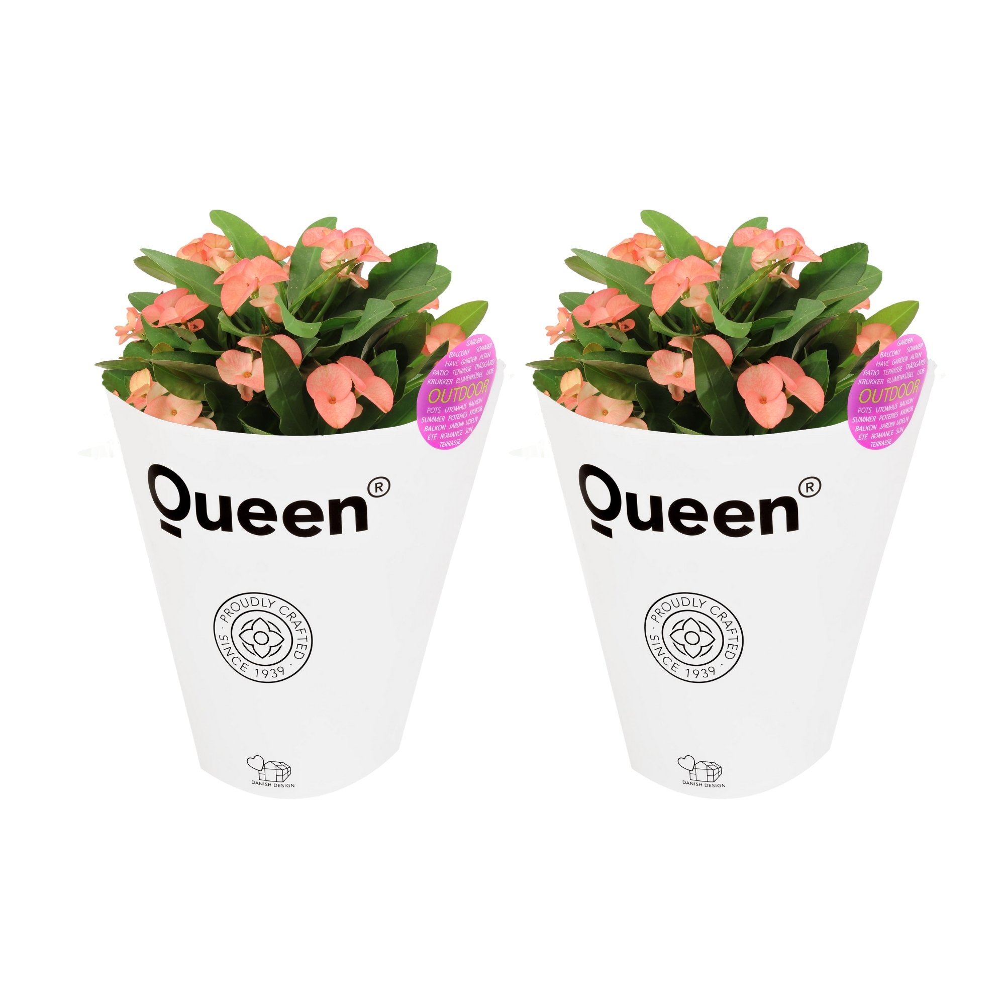 Dış Mekan Euphorbia Milii (Dikenler Tacı) Çiçeği 30-40cm 2'li Set