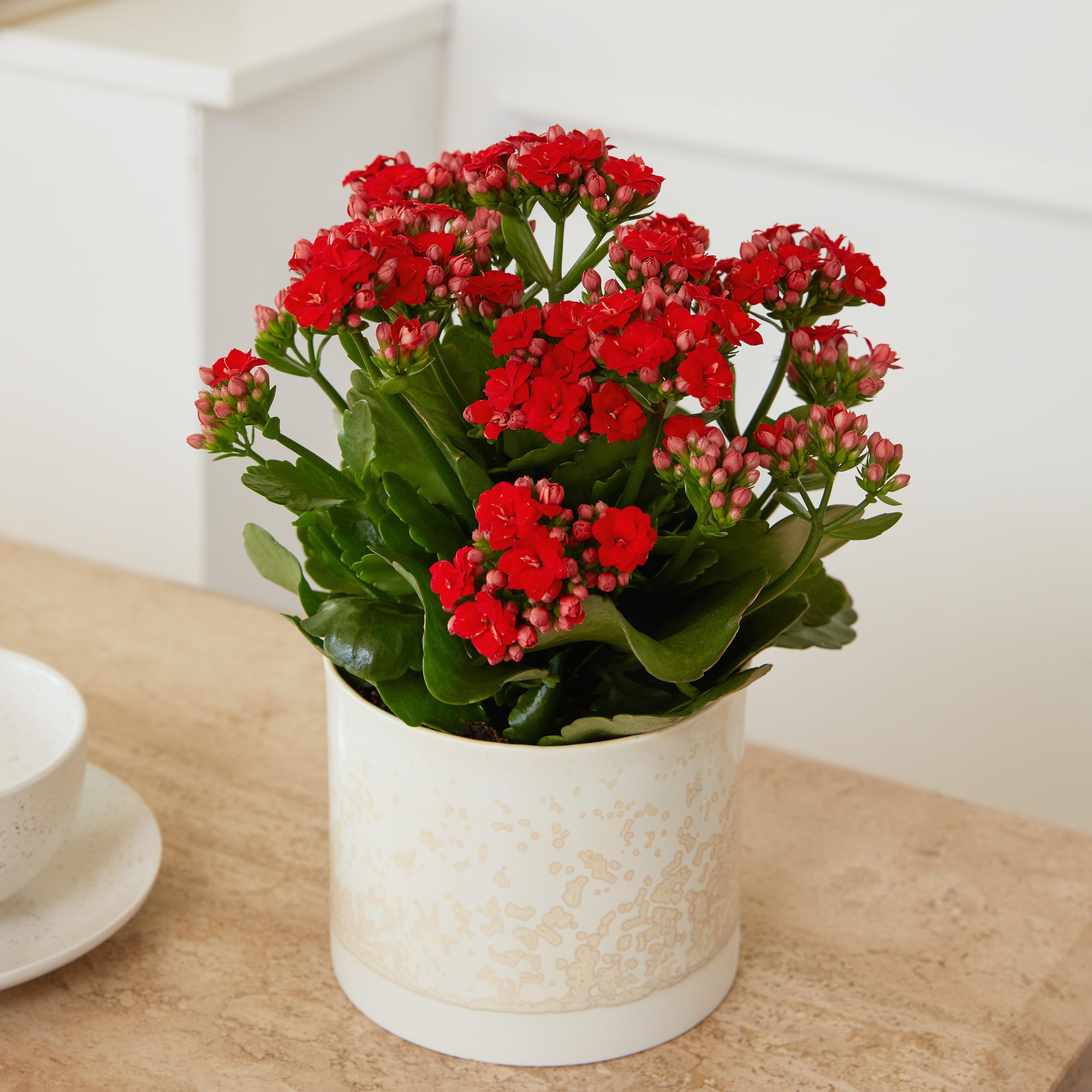 Kalanchoe Kırmızı