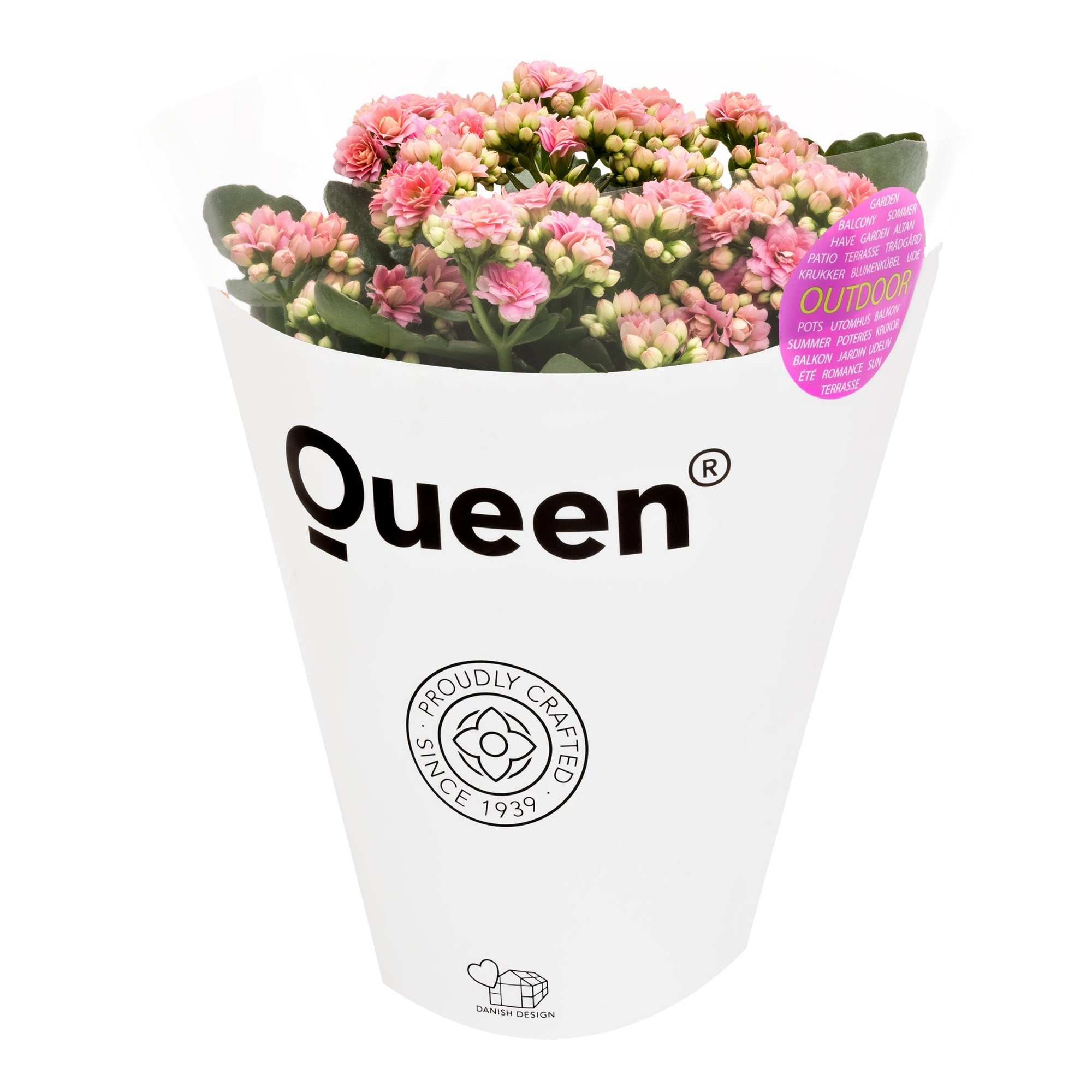 Dış Mekan Çiçeği Pembe Kalanchoe 30-40cm