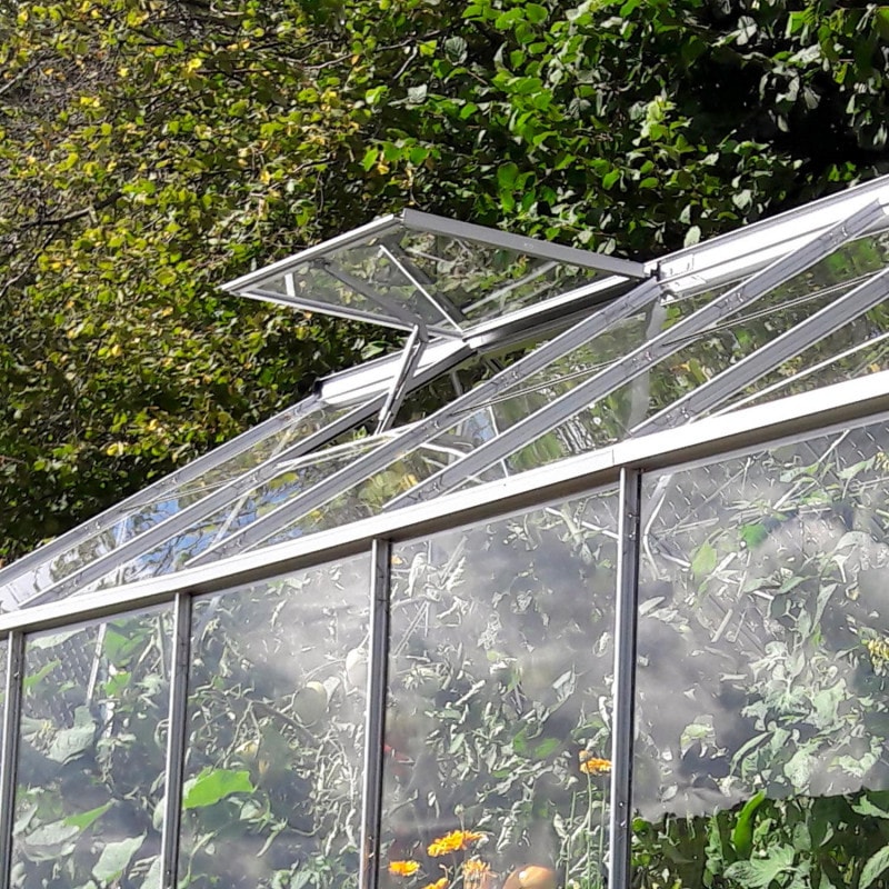 LAMS - GREENHOUSE ALLIUM
