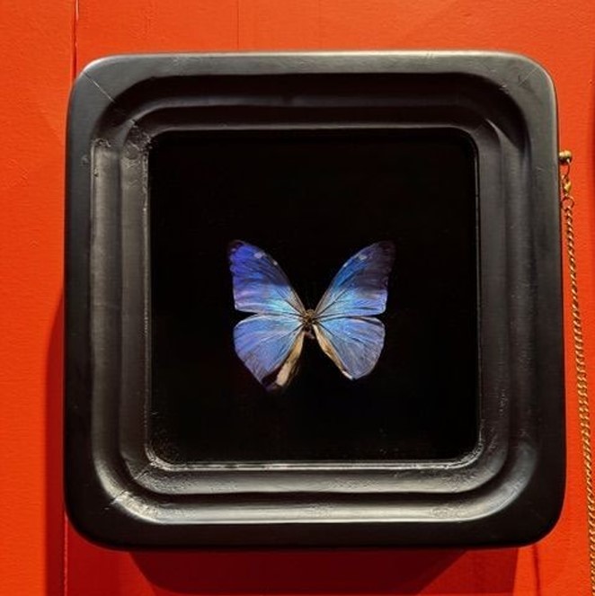 OBJET DE CURIOSITE - Gözlem Çerçevesinde Morpho Aurora Kelebeği