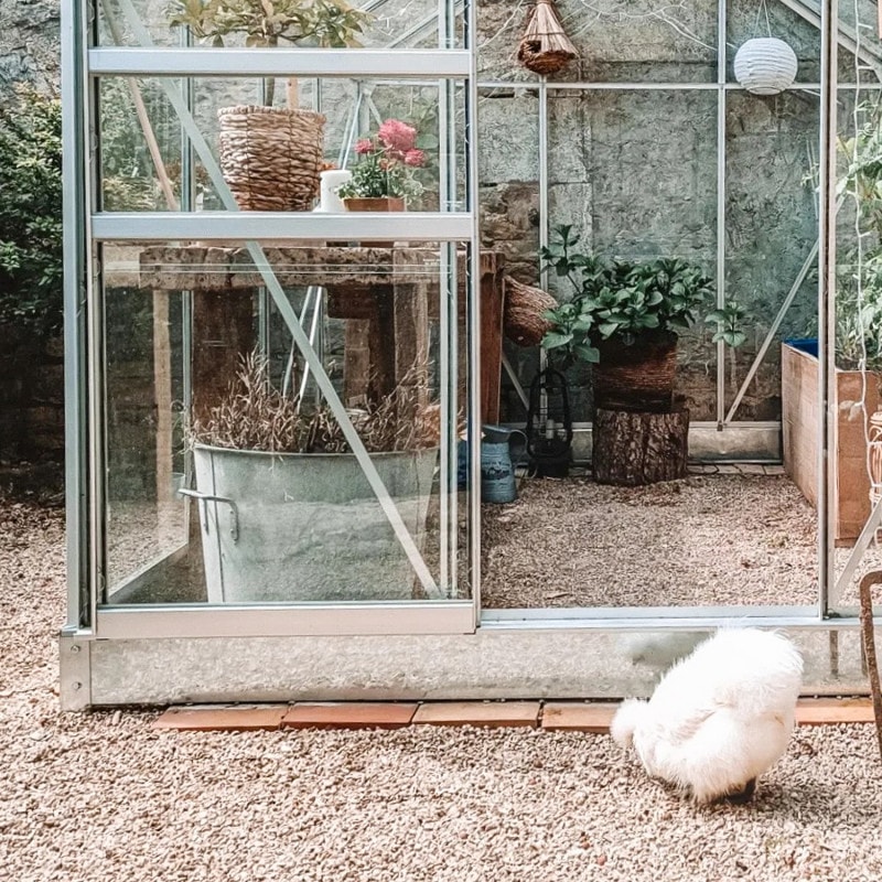 LAMS - GREENHOUSE ALLIUM