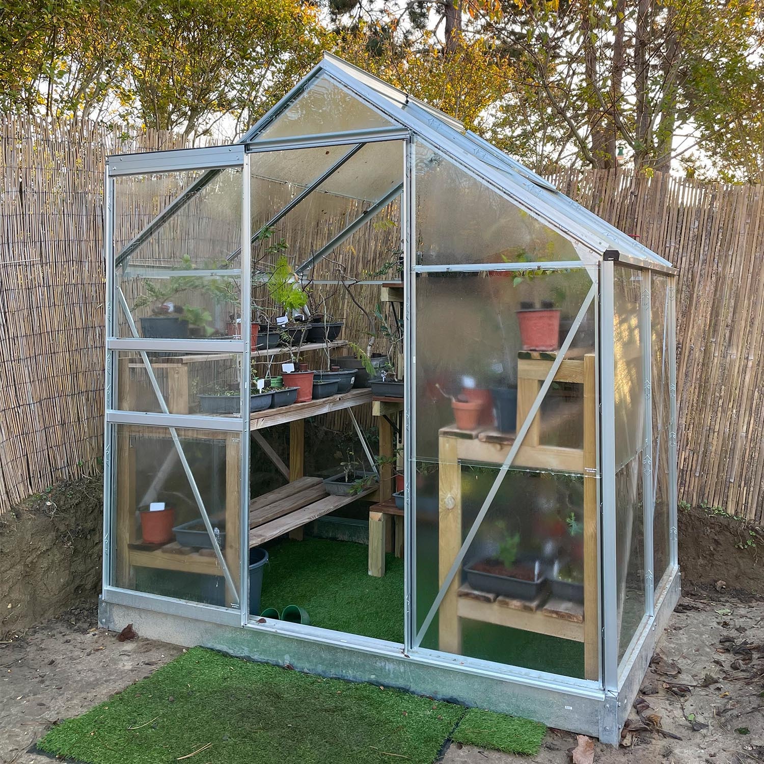 LAMS - GREENHOUSE ALLIUM