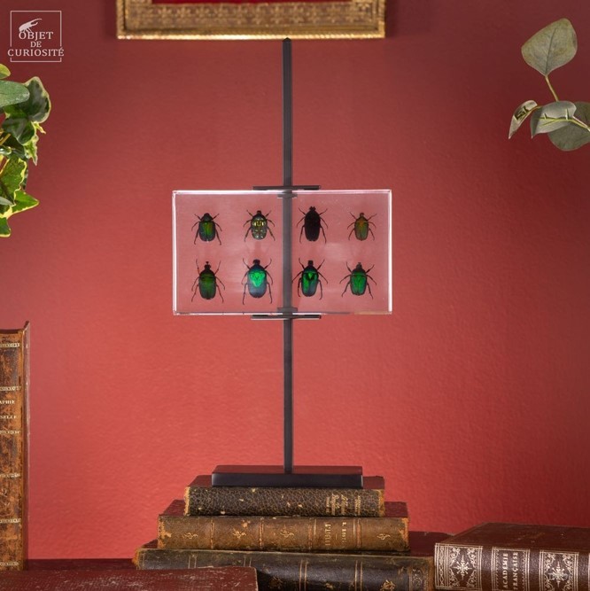 OBJET DE CURIOSITE - Reçine İçinde 8 Yeşil Asya Böceği