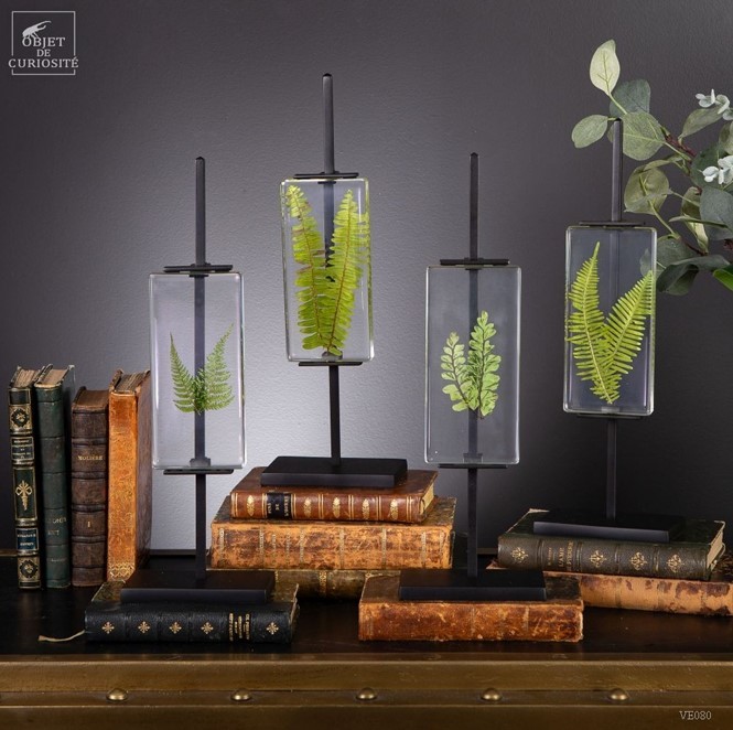 OBJET DE CURIOSITE - Reçine İçinde 4'lü Eğrelti Otu Seti