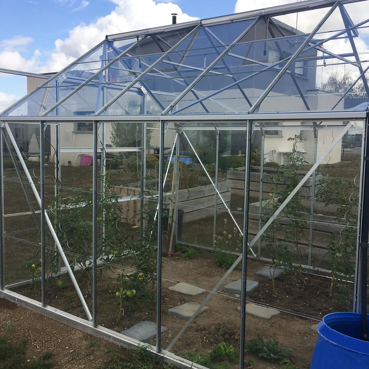 LAMS - GREENHOUSE LAURUS