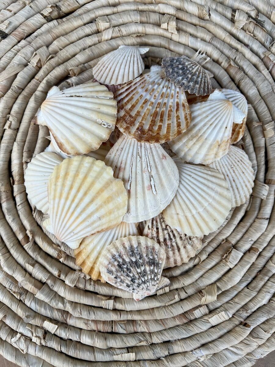 Radula Deniz Kabuğu 100 Gram