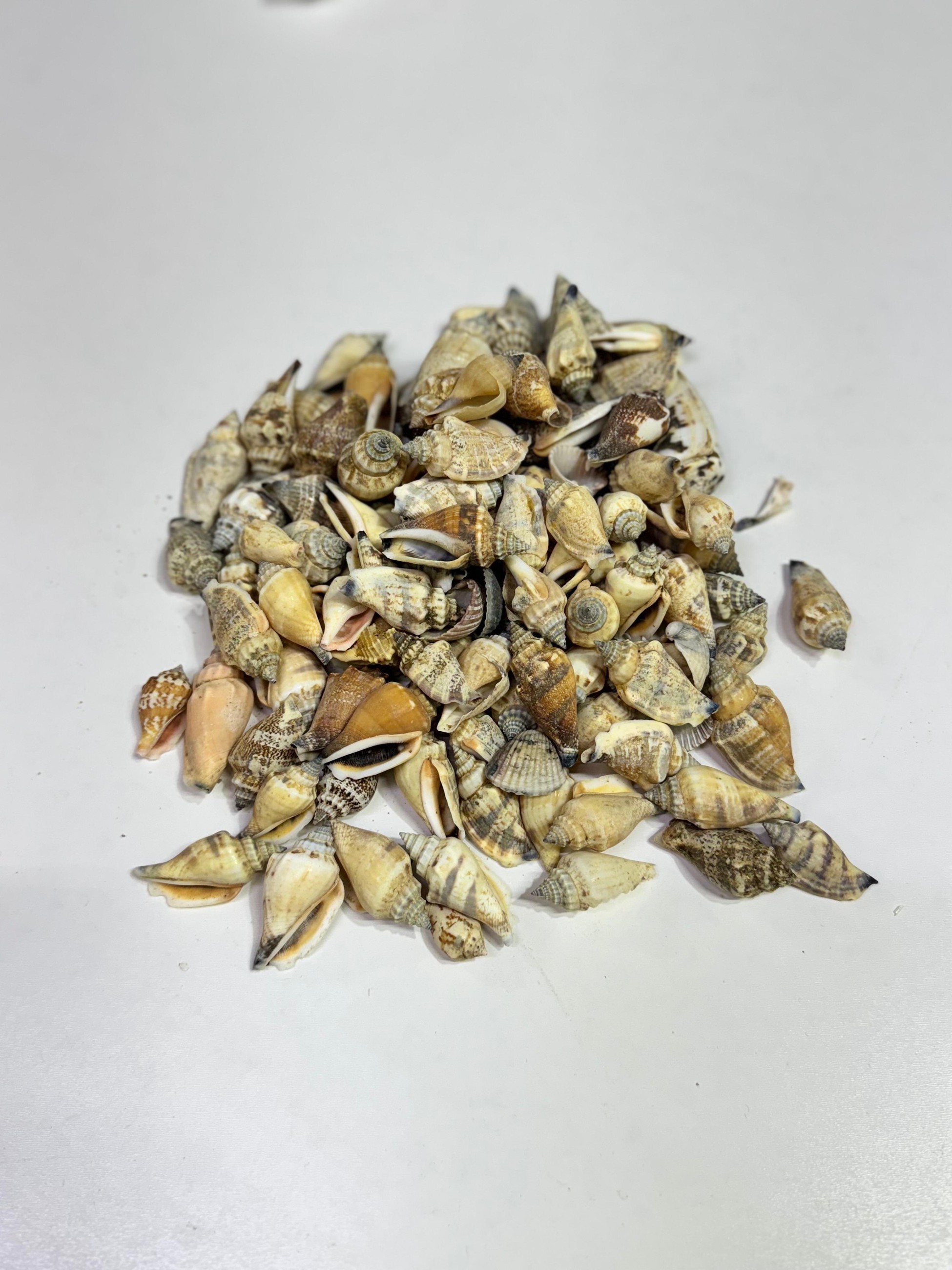 Deniz Kabuğu Urçeus 100 Gr