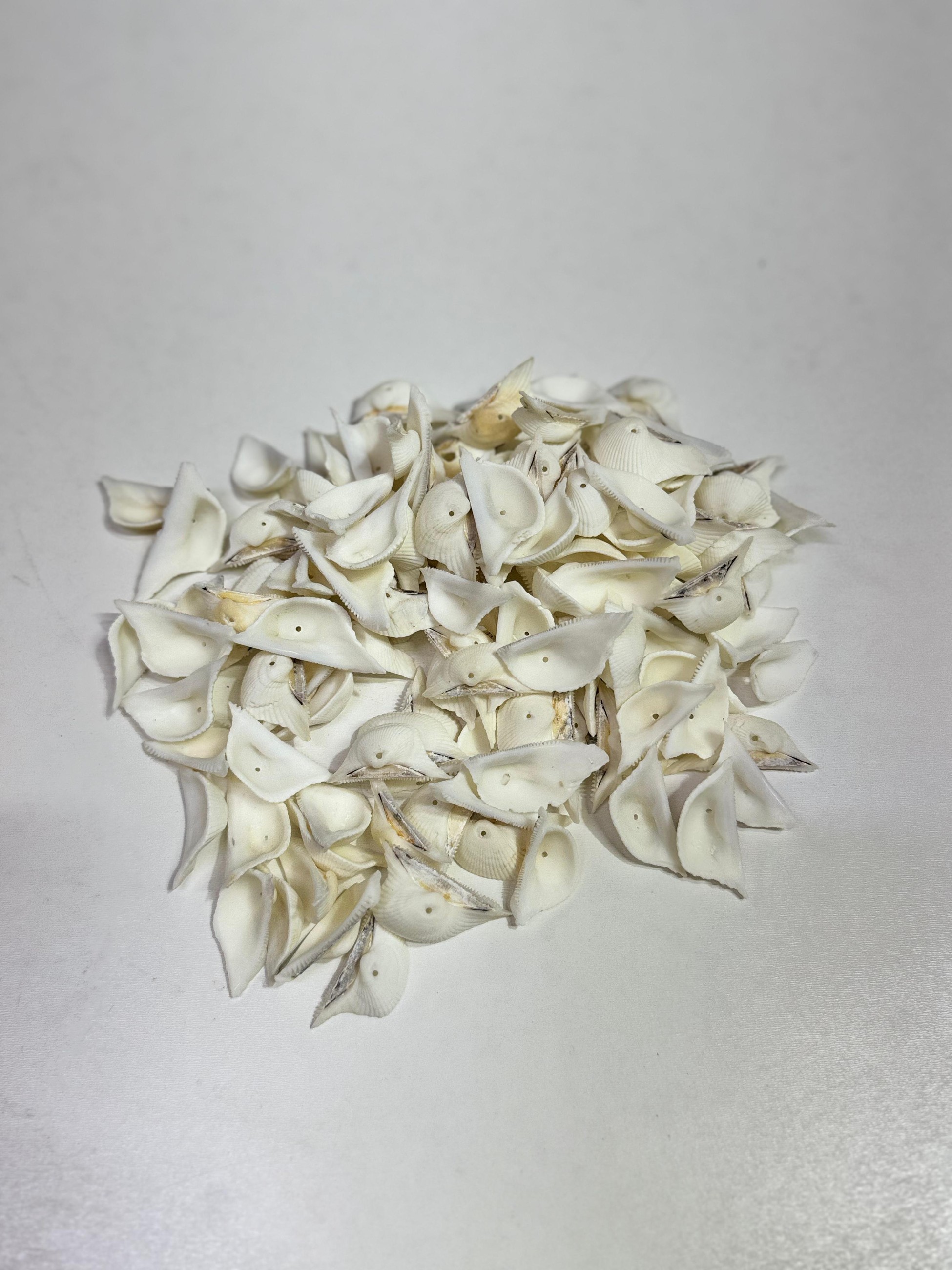 Deniz Kabuğu Beyaz Batatoy Head Cut  Kabuğu 100 Gram