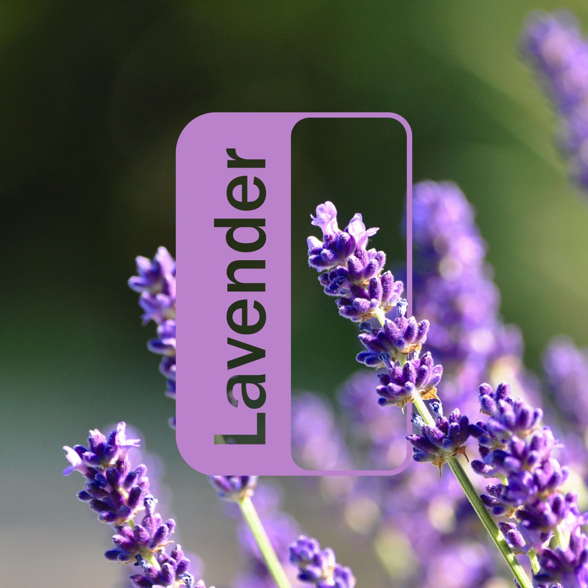 Lavender Essential Oil 10 ml