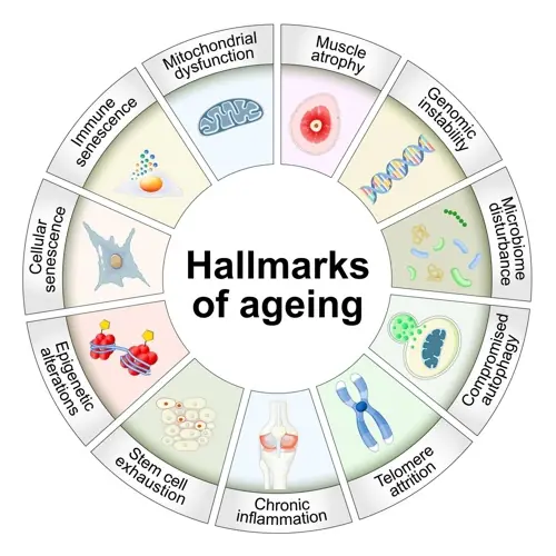 Longevity Nedir?