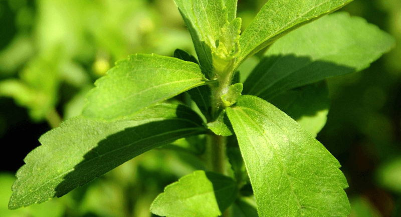 Stevia Nedir? Ağız Bakım Ürünlerinde Kullanımı