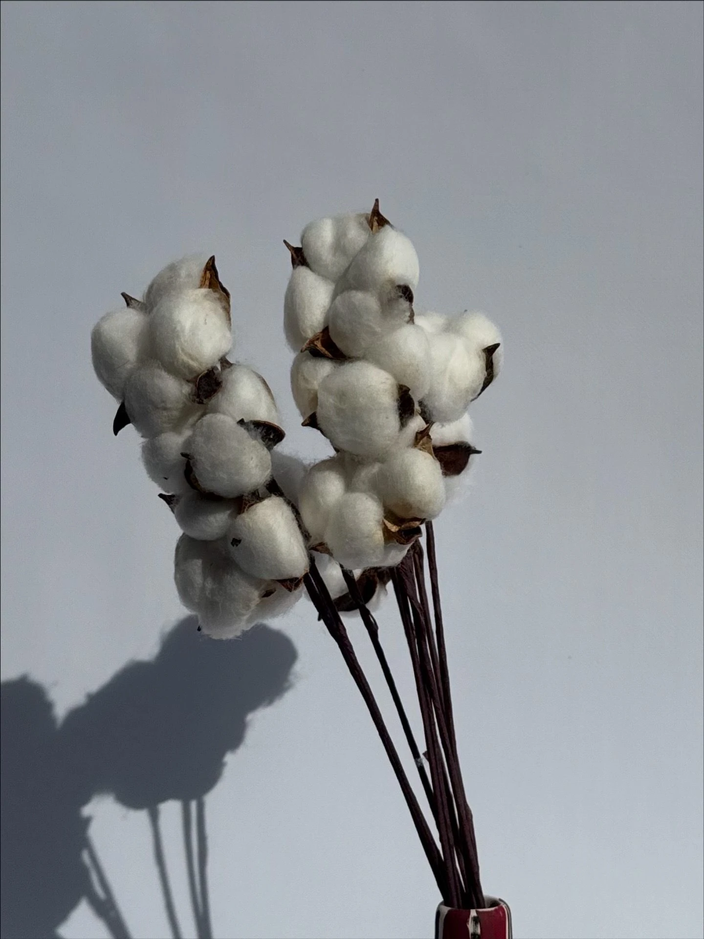 1 demet 10'lu dekoratif pamuk