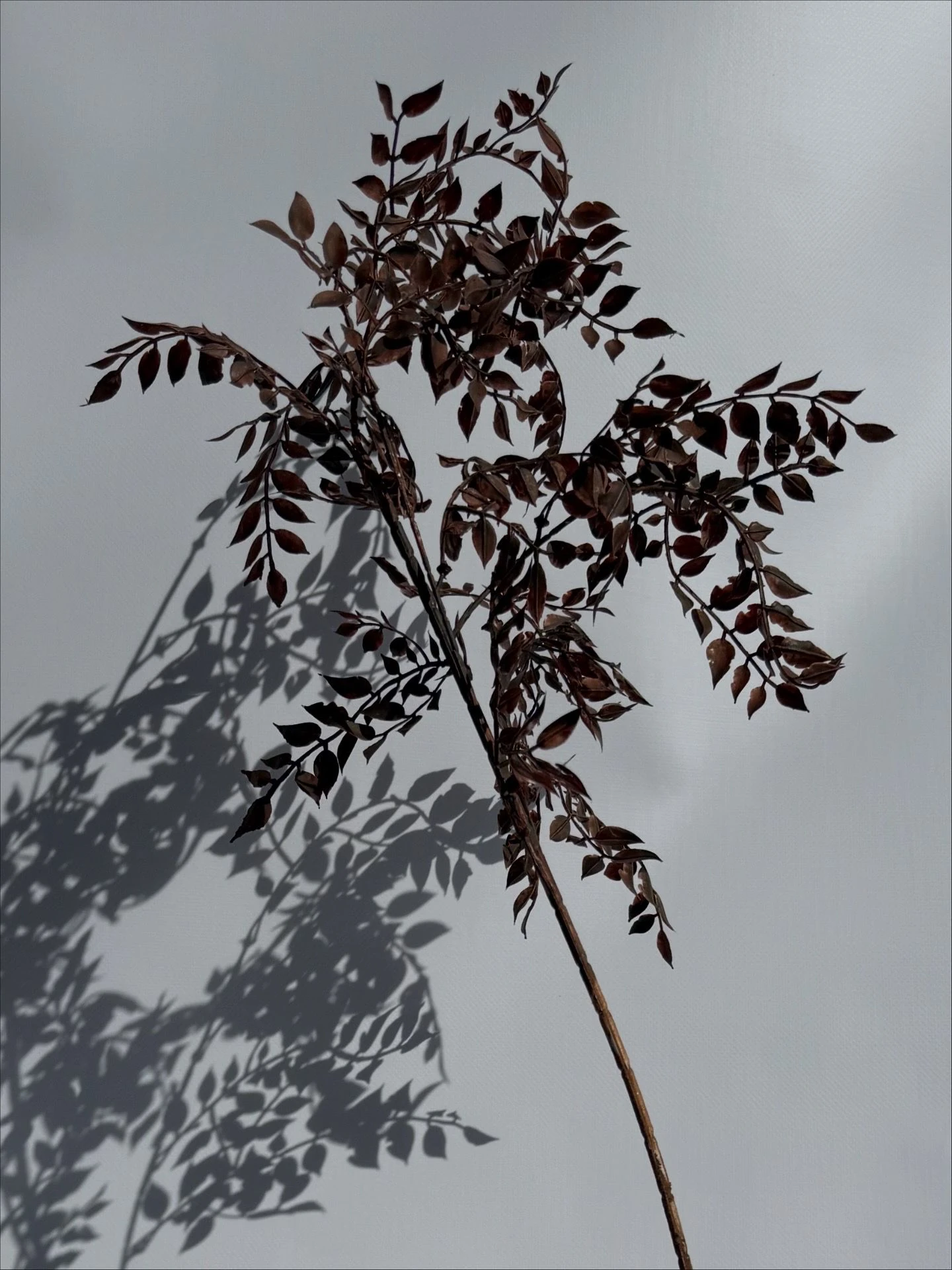 Kahverengi dekoratif dal 