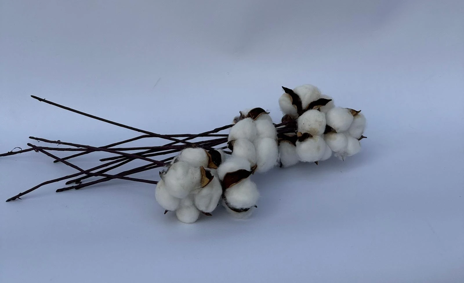 1 demet 10'lu dekoratif pamuk