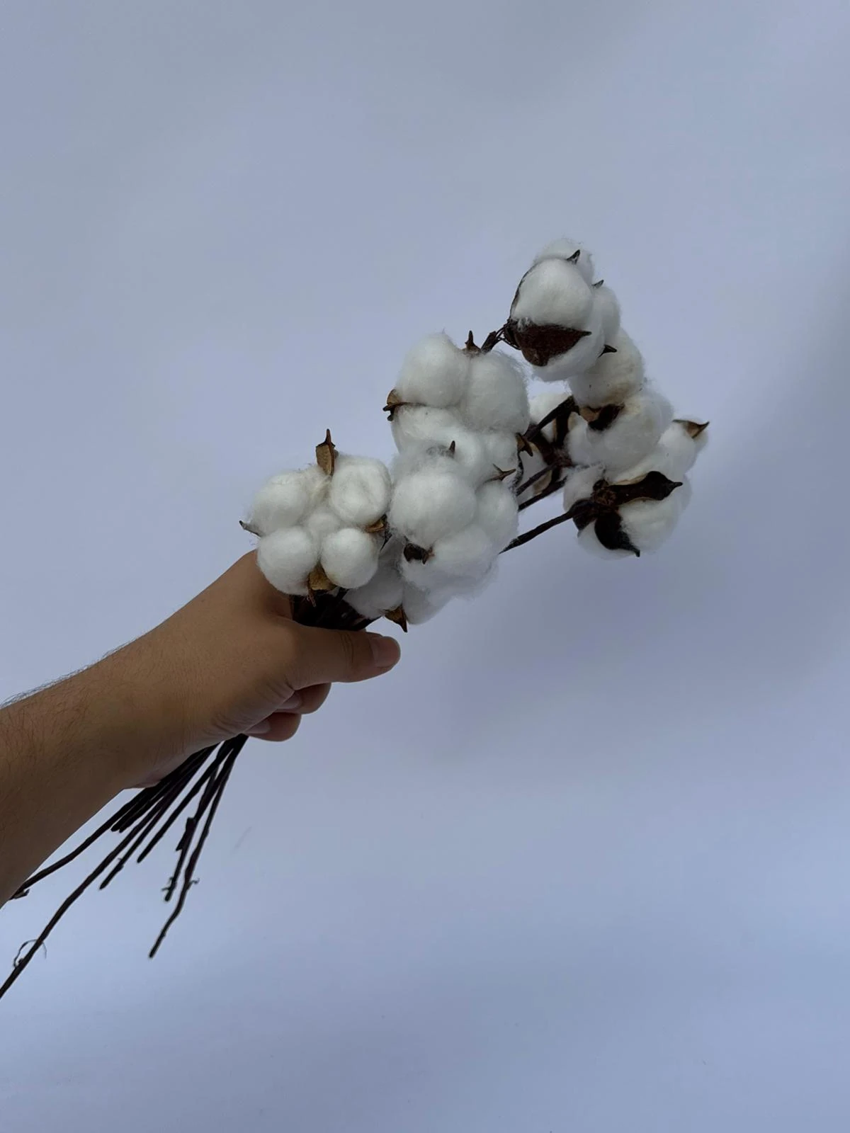 1 demet 10'lu dekoratif pamuk