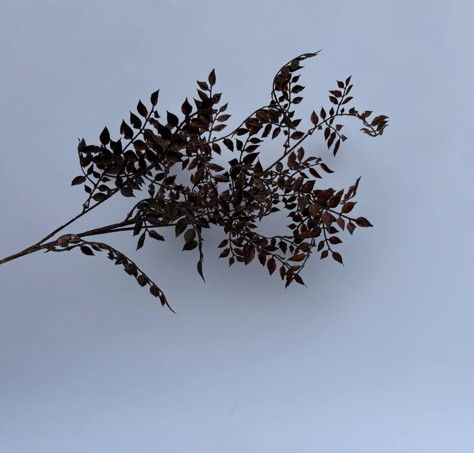 Kahverengi dekoratif dal 