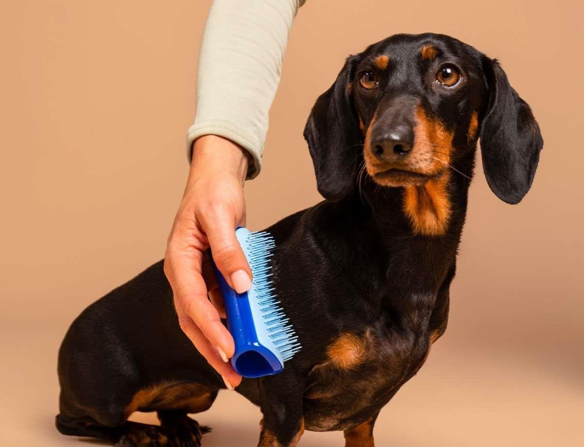 Pet Teezer - Deshedding Small - Blue / Light Blue