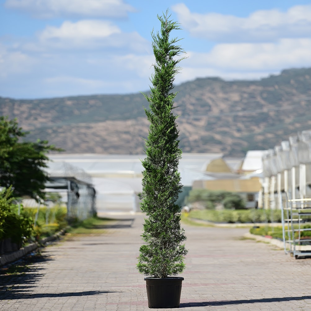 Cupressus sempervirens - Kalem Servi