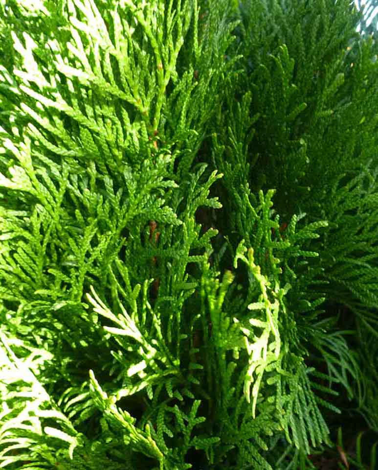 Thuja Orientalis Compacta Nana-Top Mazı