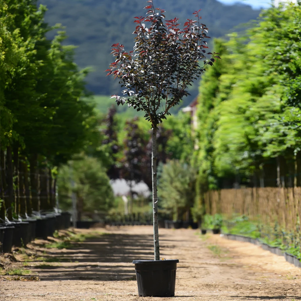 Prunus serrulata -Süs Kirazı