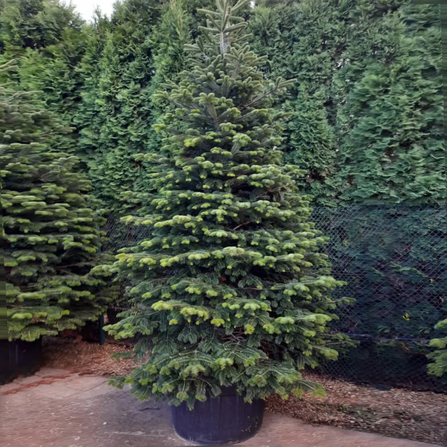 Abies nordmanniana -Doğu Karadeniz Göknar 