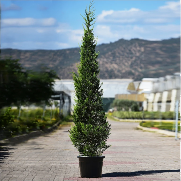  Cupressus leylandii -Leylandi