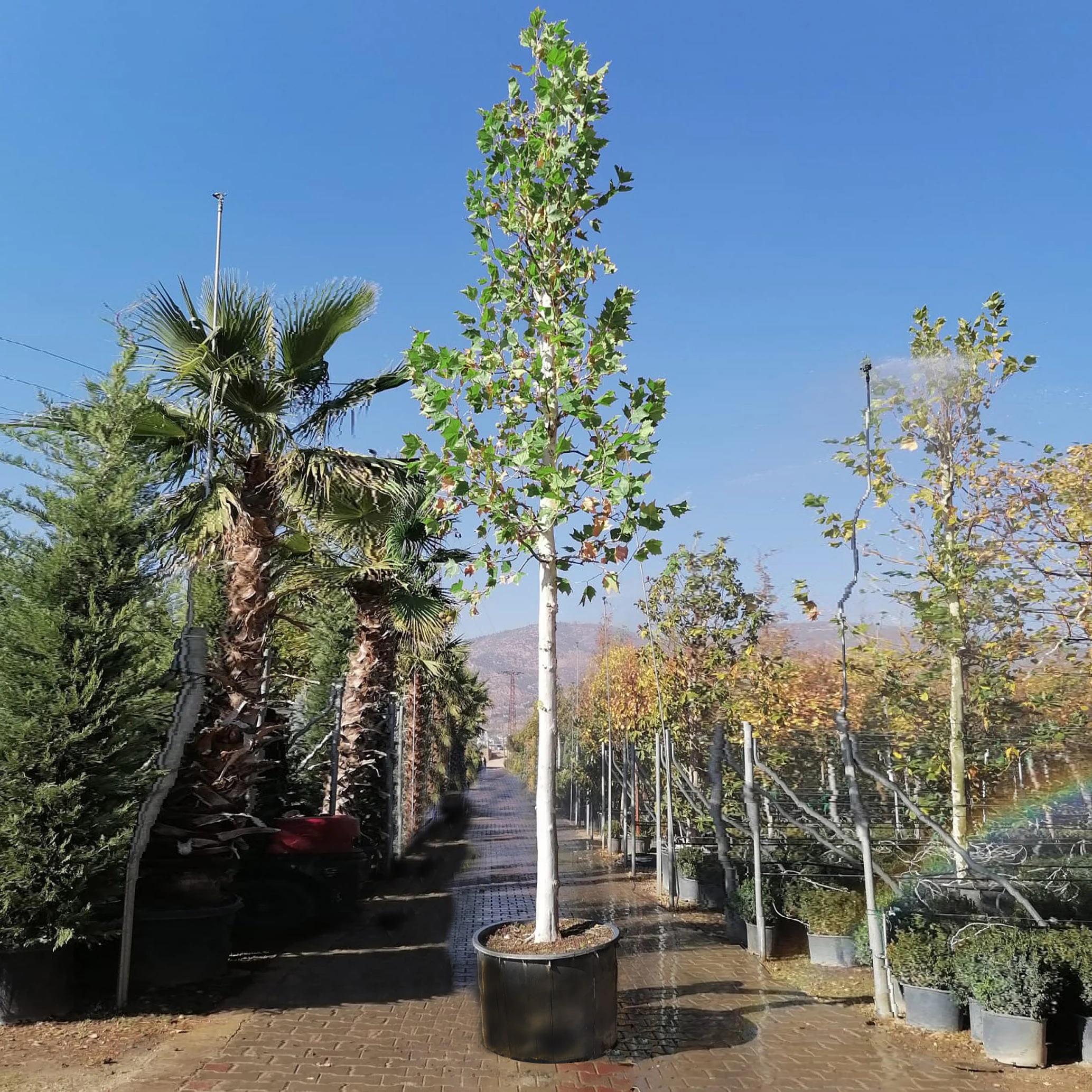 Platanus acerifolia - Londra Çınarı